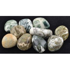 1 lb Tree Agate tumbled stones