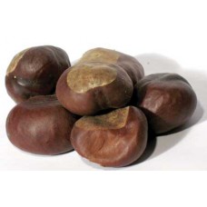 Buckeyes whole 1oz (Aesculus)