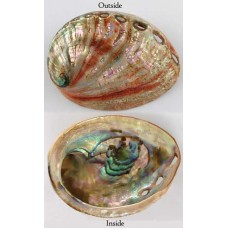 Red Abalone Shell incense Burner Polished