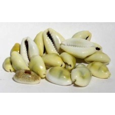 1 Lb Cowrie Shells