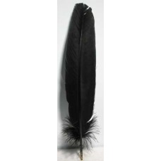 Black Feather 12