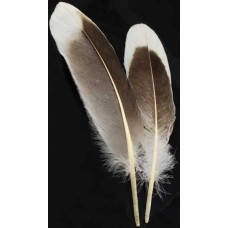 Natural Gray Goose feather