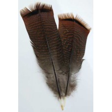 Bronze Pre-tail Turkey feather