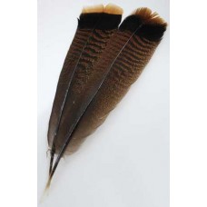 Bronze Turkey Tail feather