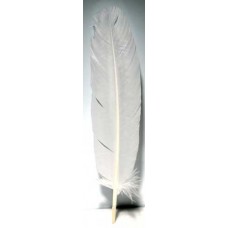 White feather 12