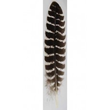 Barred Wing Smudging Feather 12