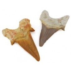 Shark Teeth